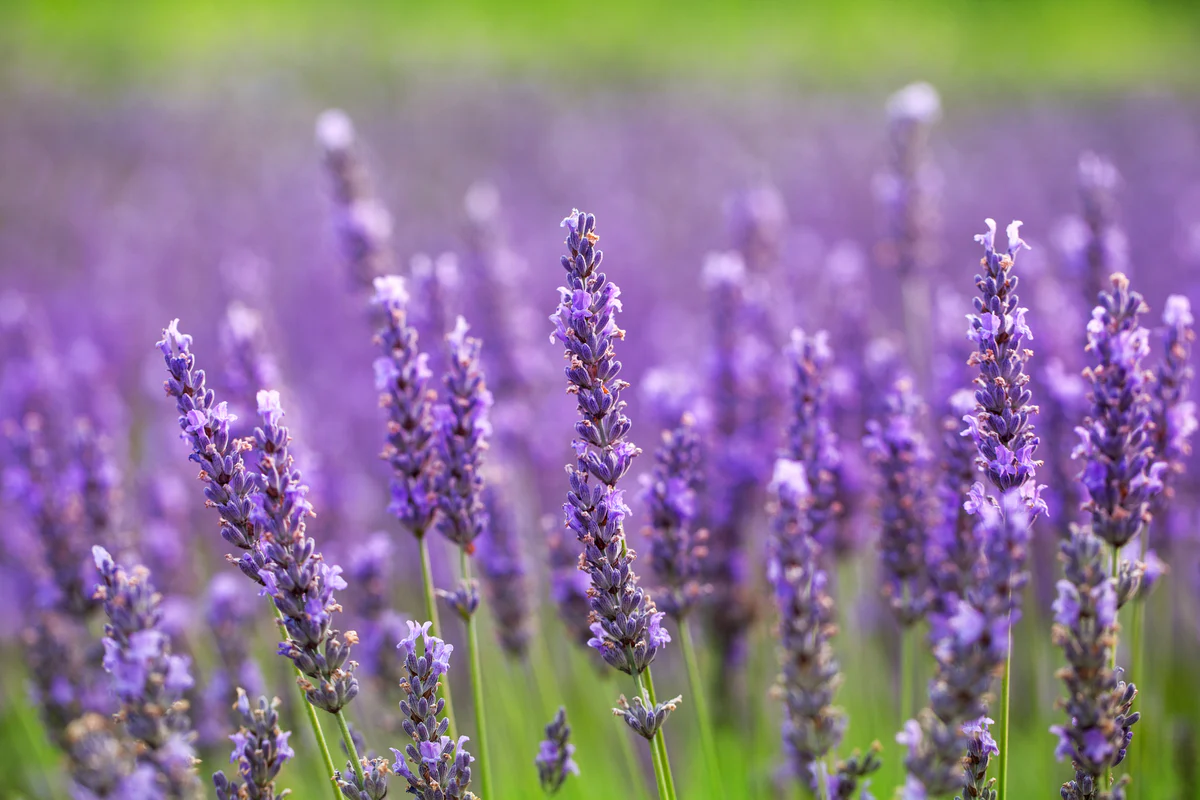 Bring Your Garden to Life